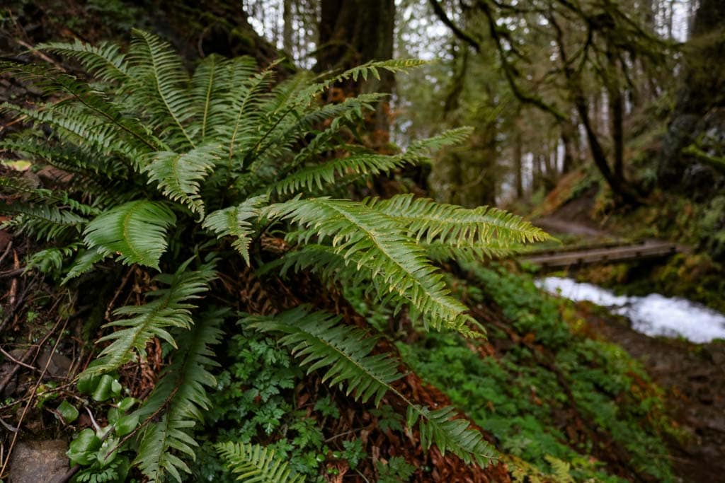 Ferns along Wahkeena Creek, Columbia River Gorge, Oregon