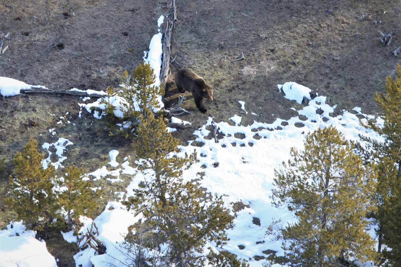First Yellowstone Grizzly Bear of 2020
