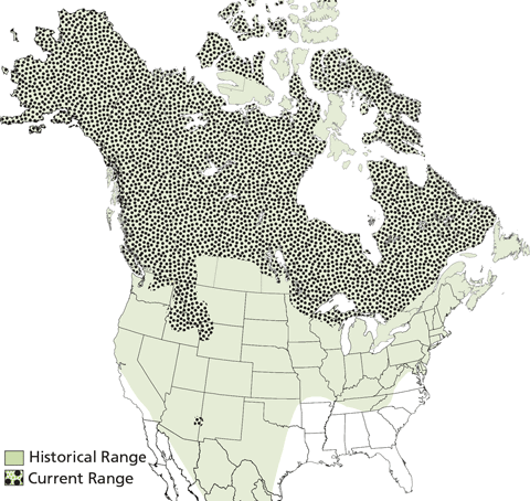 Gray Wolf Range in North America