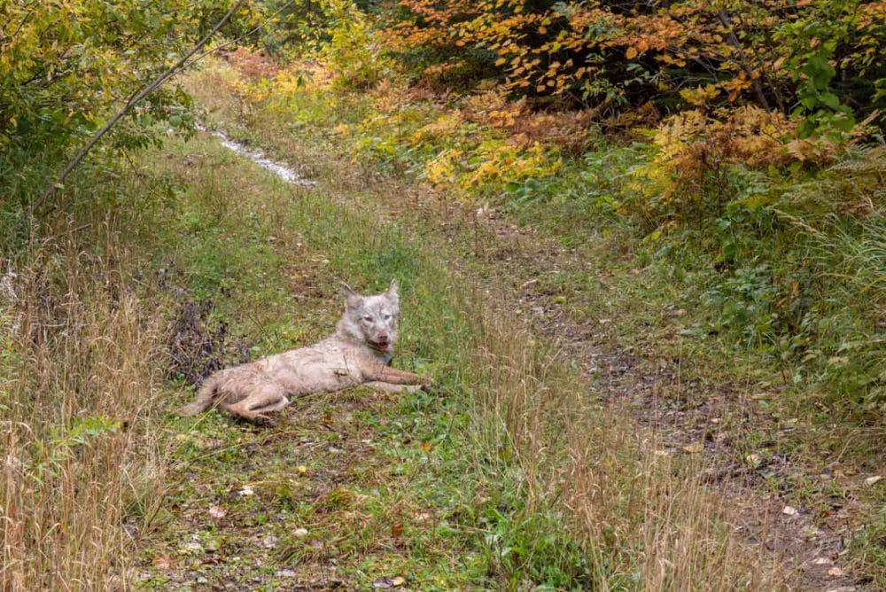 Gray wolf in Isle Royale National Park, Michigan - NPS Jim Peaco