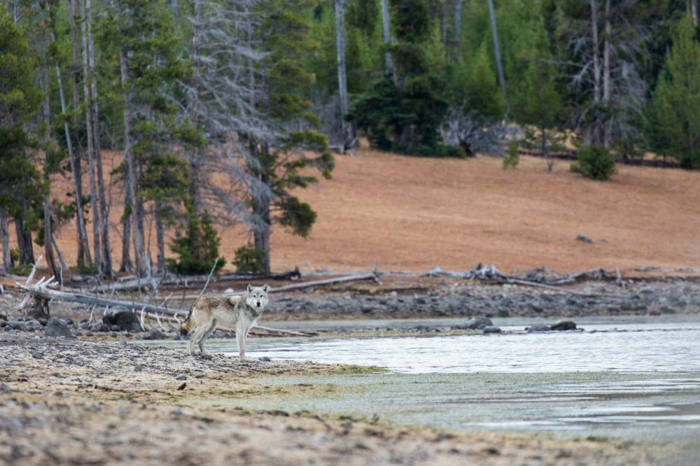 Gray wolf in Yellowstone National Park, Wyoming - NPS Neal Herbert - Best national parks to see wolves in America