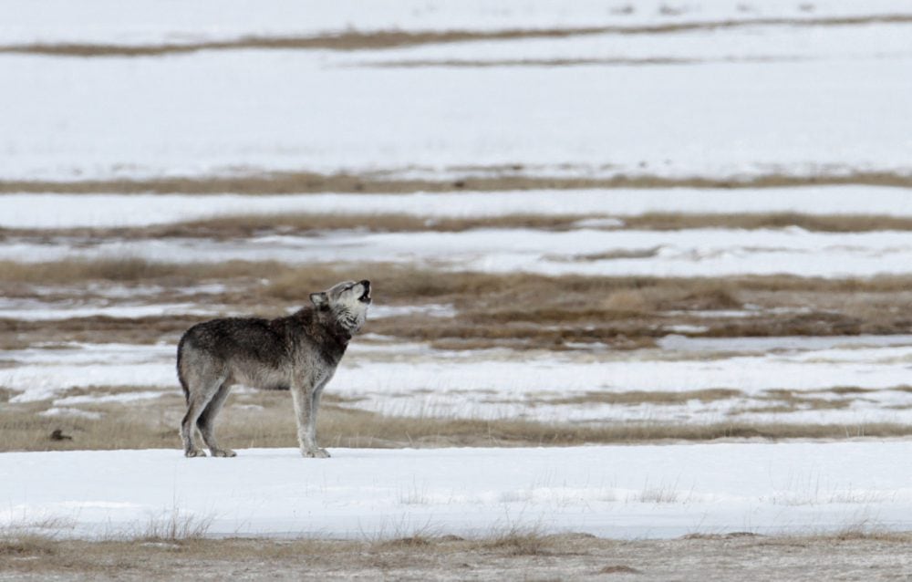 Howling wolf in Yellowstone National Park - NPS Jim Peaco