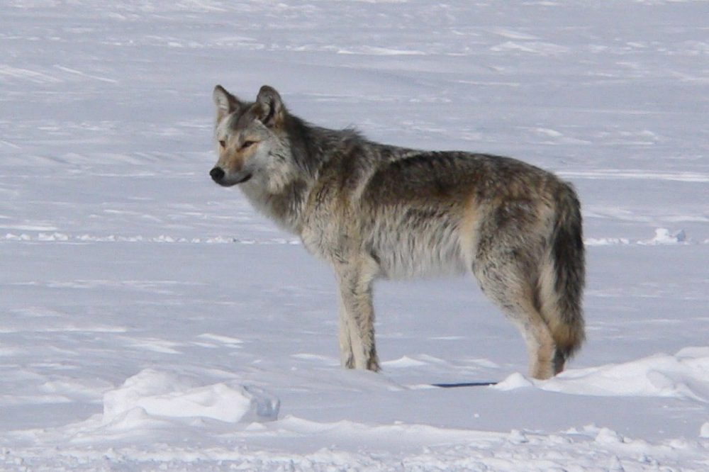 Lone wolf in Voyageurs National Park, Minnesota, USA - NPS - Where to See Wolves in America's National Parks
