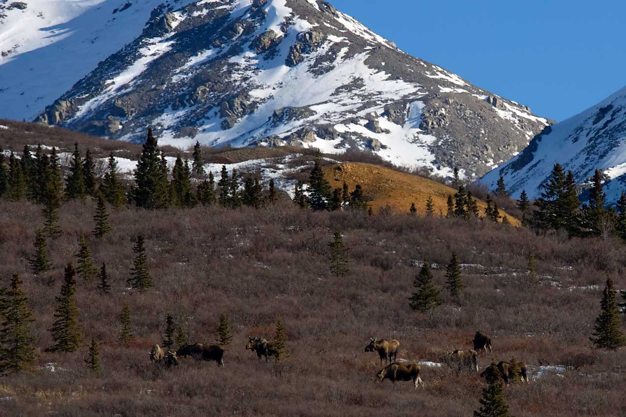 Moose herd in Denali National Park, Alaska - NPS