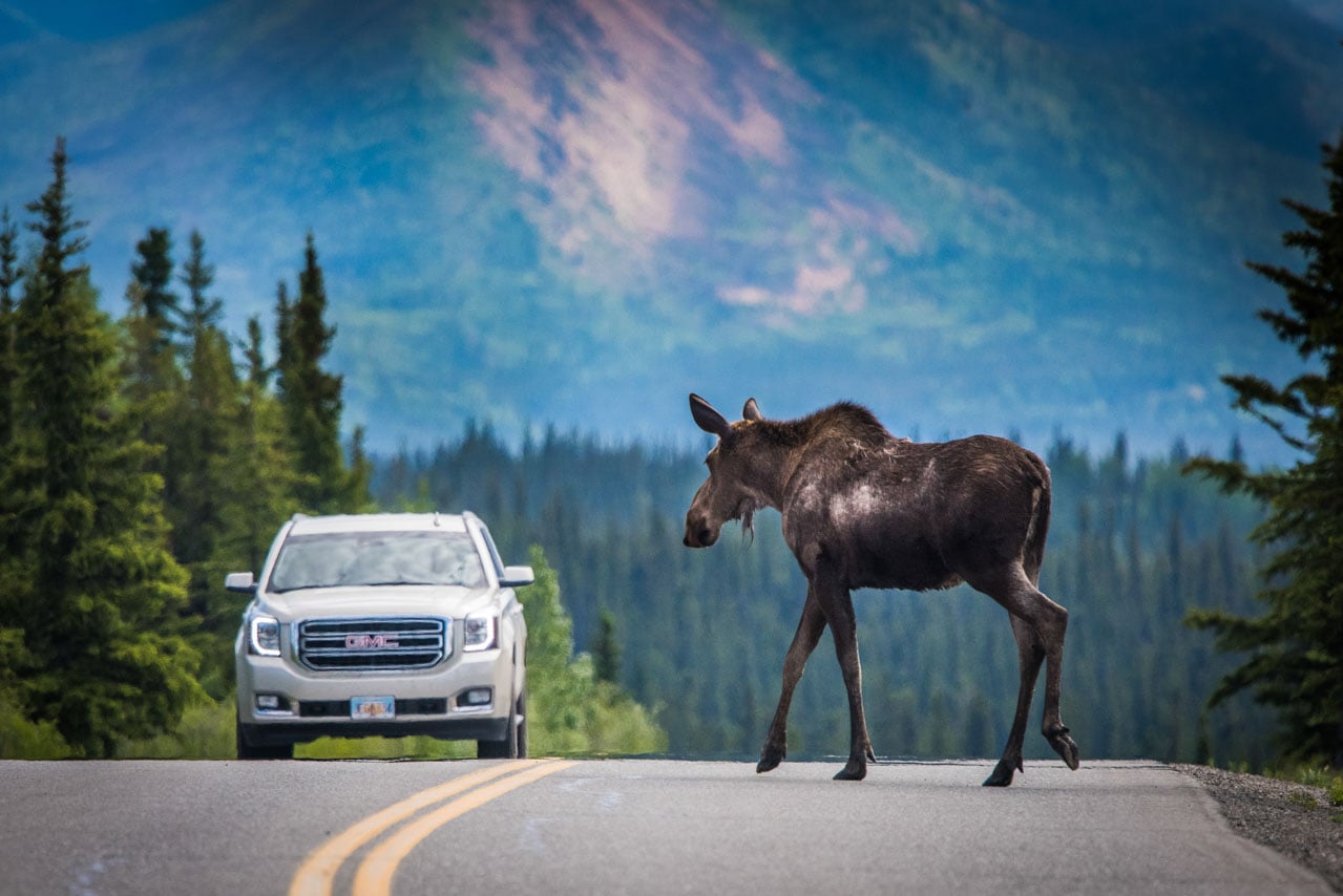 Moose on the road in Denali National Park, Alaska - NPS Kent Miller