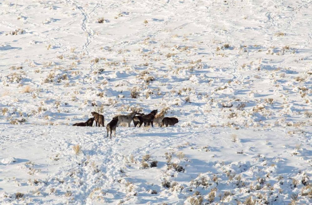 Pack of wolves in Yellowstone National Park - NPS Jim Peaco