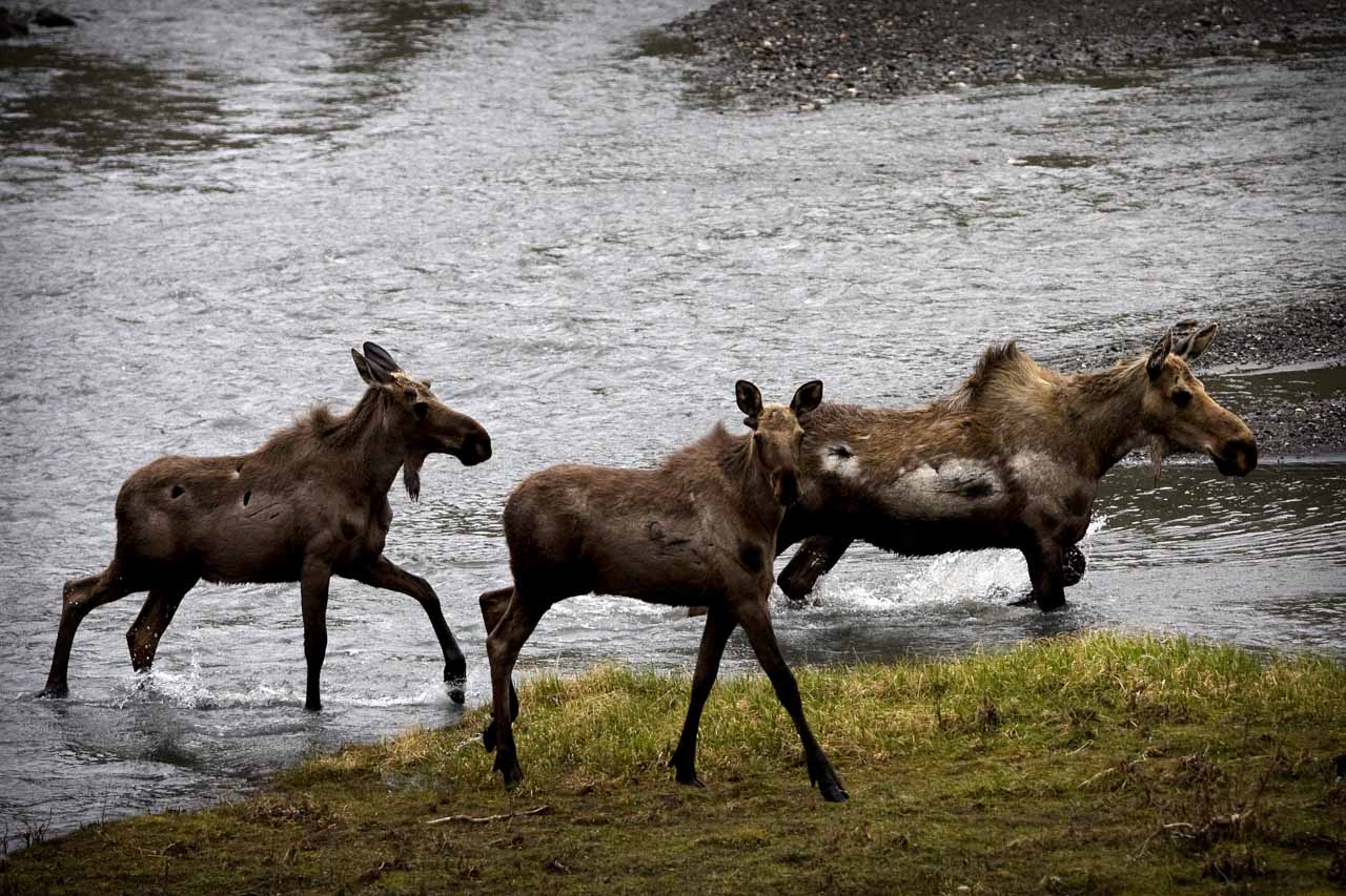 Three moose in Denali National Park, Alaska - NPS Neil Blake