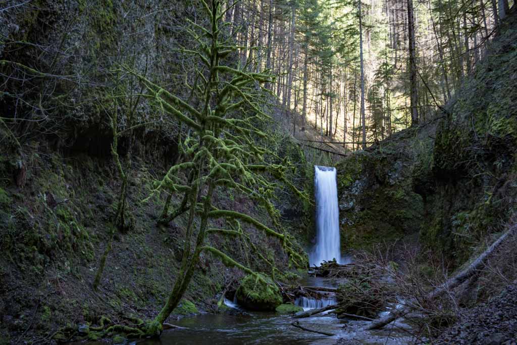Wiesendanger Falls and mossy tree in Columbia River Gorge, Oregon USA