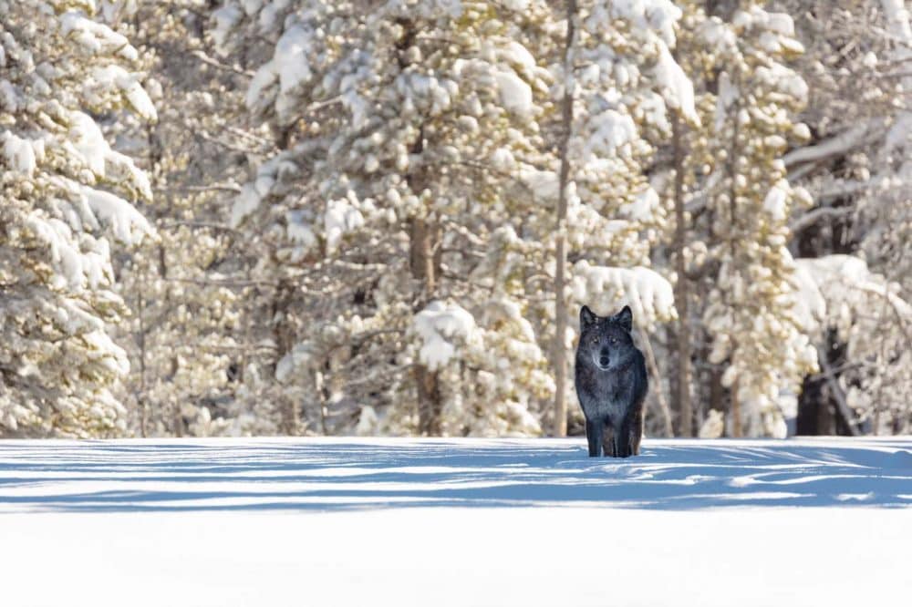 Yellowstone National Park Wolf - NPS Jacob W. Frank