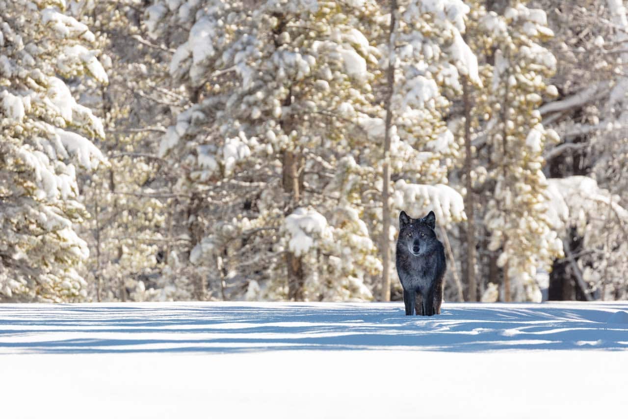 Yellowstone National Park Wolf - Image credit: NPS / Jacob W. Frank