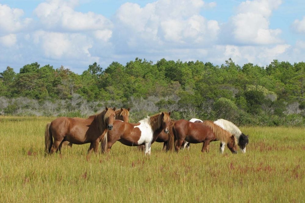 Feral Horses in Assateague Island National Seashore, Virginia - NPS