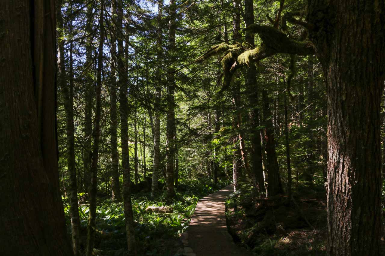Trail of the Shadows, Mount Rainier National Park