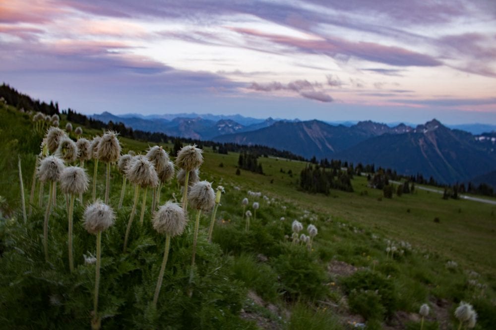 Wildflowers in Sunrise, Mount Rainier National Park, Washington