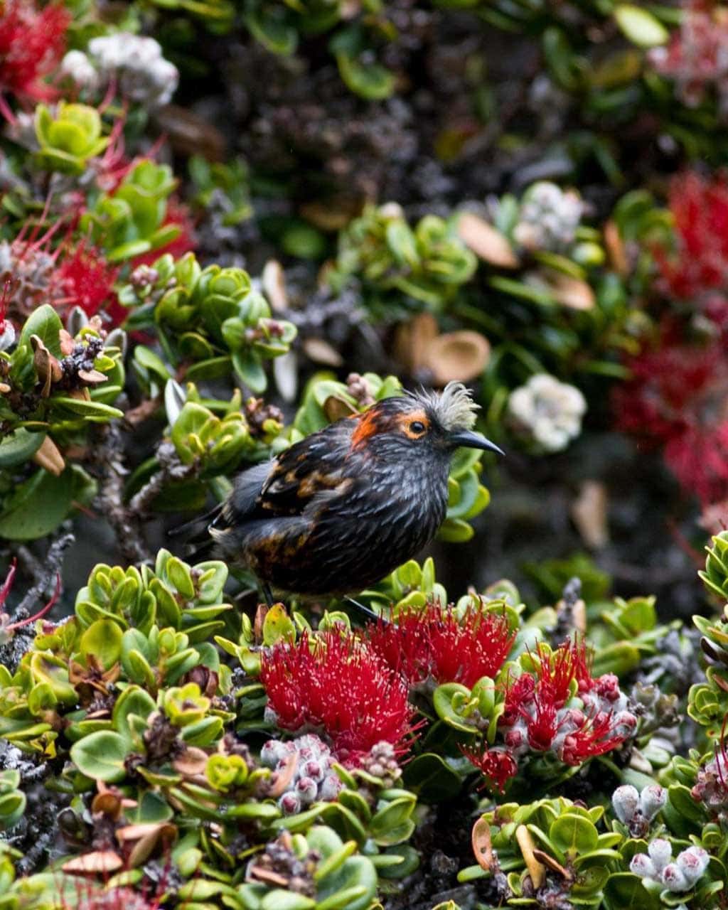 ʻAkohekohe Honeycreeper in Haleakala National Park, Maui, Hawaii - U.S. National Park Service