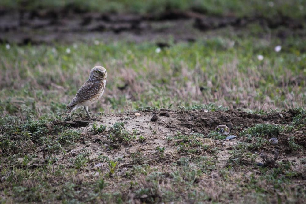 Burrowing Owl in Badlands National Park, South Dakota - NPS