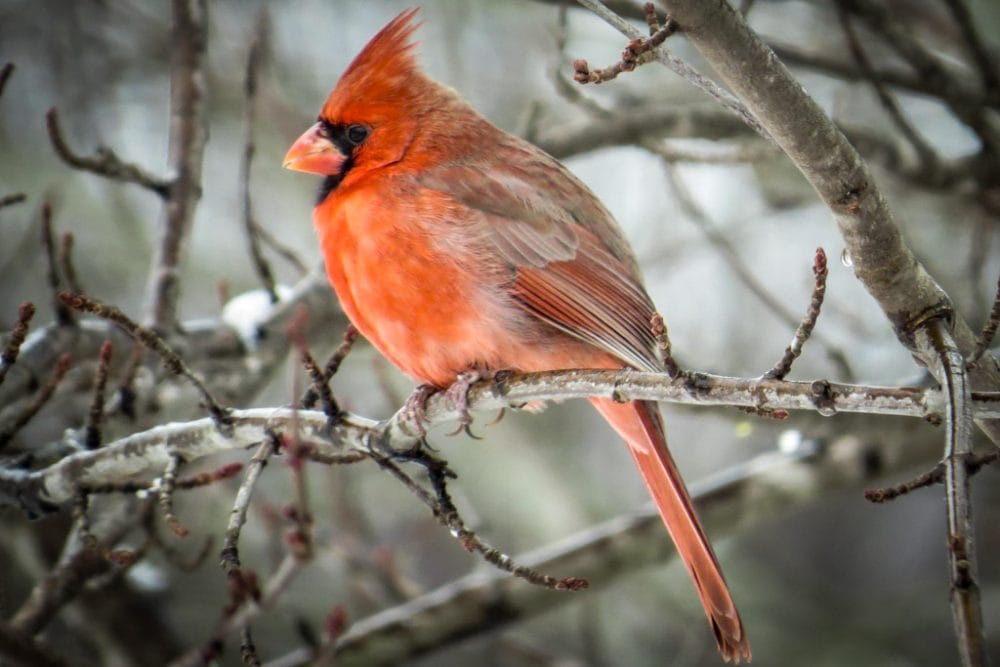 Northern Cardinal in Great Smoky Mountains National Park - U.S. National Park Service Warren Bielenberg