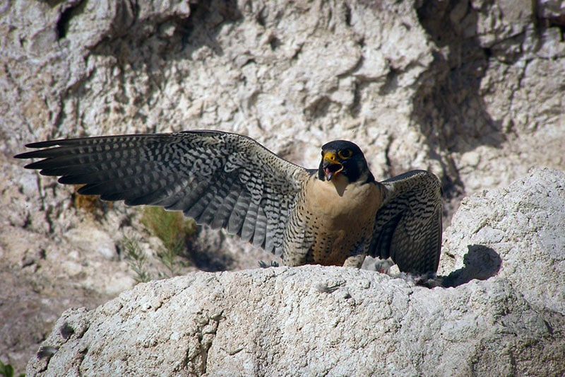 Peregrine Falcon in Lake Mead National Recreation Area - U.S. National Park Service Joe Barnes