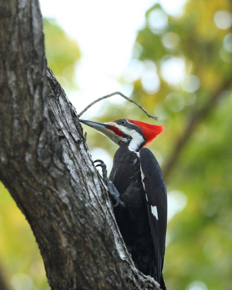 Pileated Woodpecker in Biscayne National Park, Florida - NPS