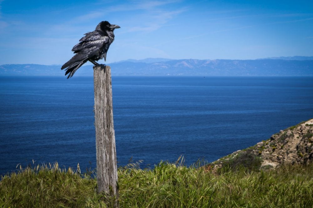 Common raven in Channel Islands National Park, California - Bird Watching in National Parks
