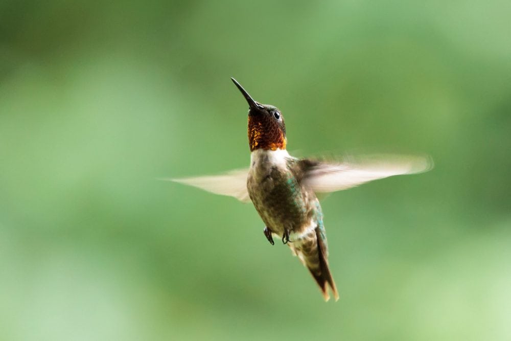 Ruby-Throated Hummingbird in Shenandoah National Park, Virginia - NPS N. Lewis - Iconic National Park Birds