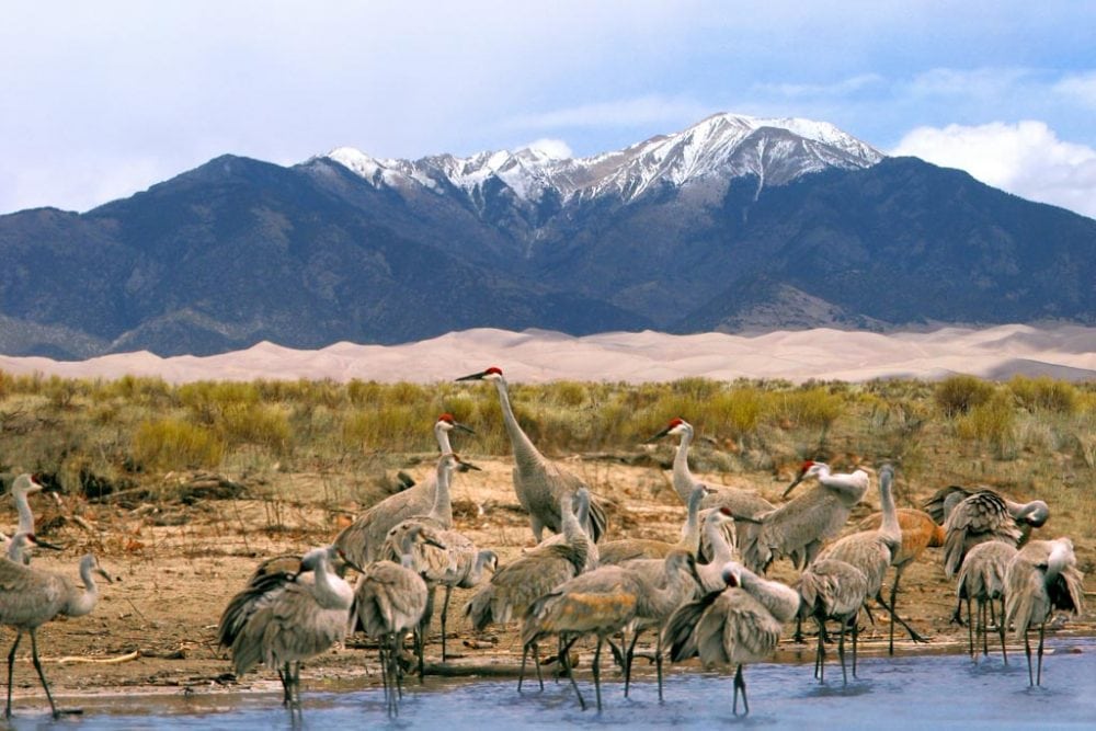 Sandhill Cranes in Great Sand Dunes National Park, Colorado - U.S. National Park Service
