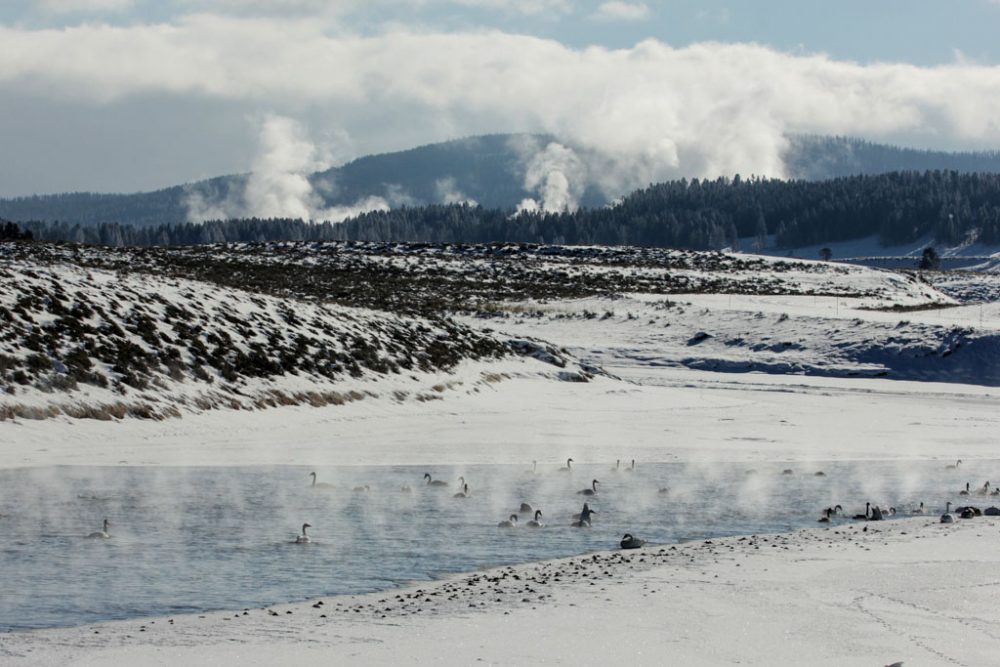 Trumpeter Swans and Geese in Yellowstone National Park - NPS Diane Renkin