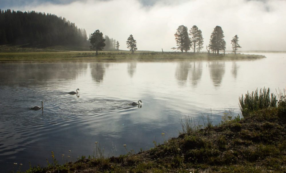 Trumpeter swans in Yellowstone National Park - NPS Diane Renkin