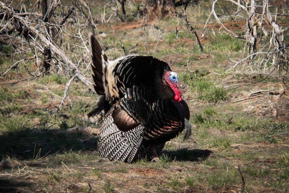 Wild Turkey in Mesa Verde National Park, Colorado - NPS