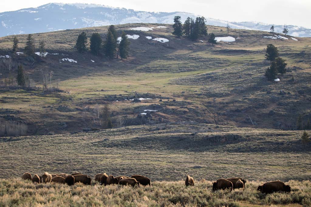 Bison herd in Lamar Valley, one of the top Yellowstone places to visit for animals
