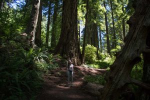 Damnation Creek Trail forest, Del Norte Redwoods State Park, California