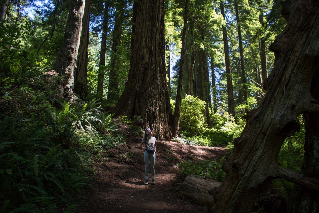 Damnation Creek Trail forest, Del Norte Redwoods State Park, California - Best Hikes in Redwood National Park and State Parks