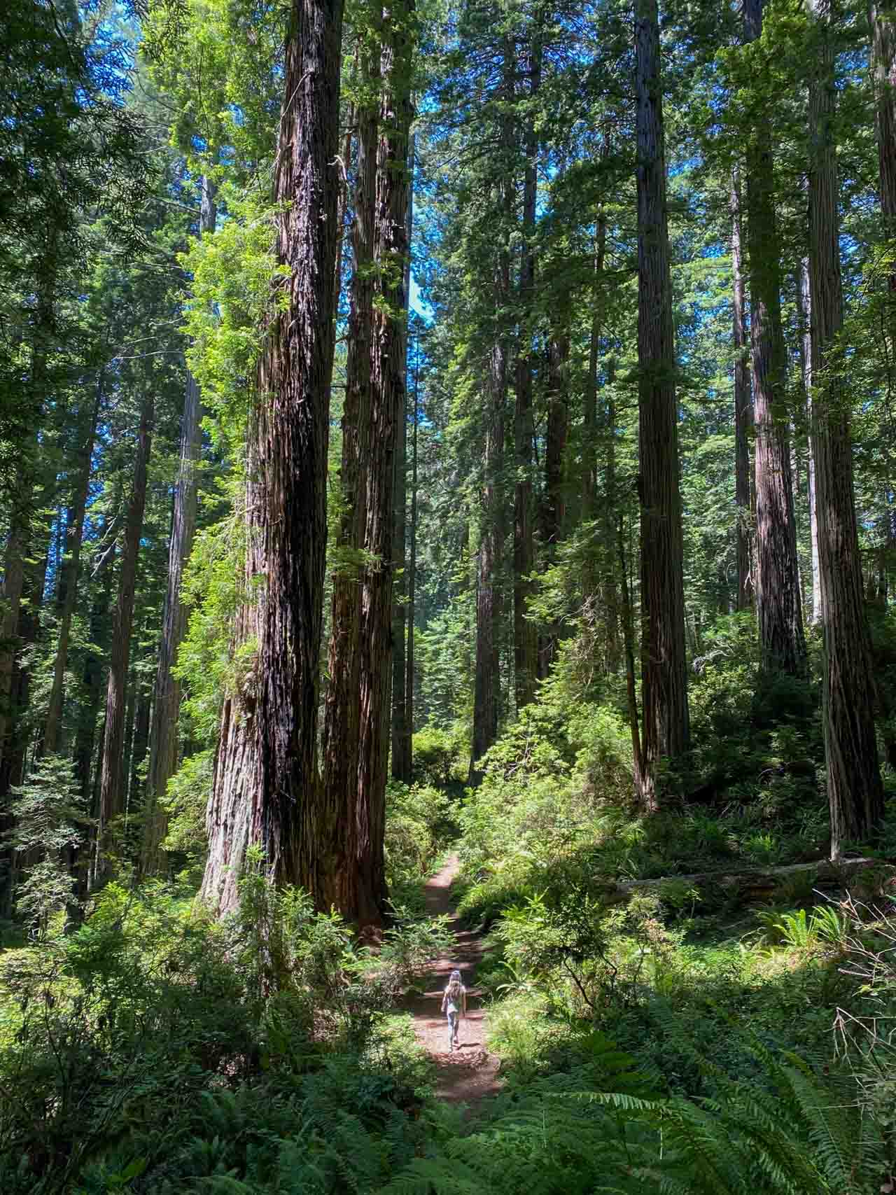 Damnation Creek Trail hiker, Del Norte Redwoods State Park, California