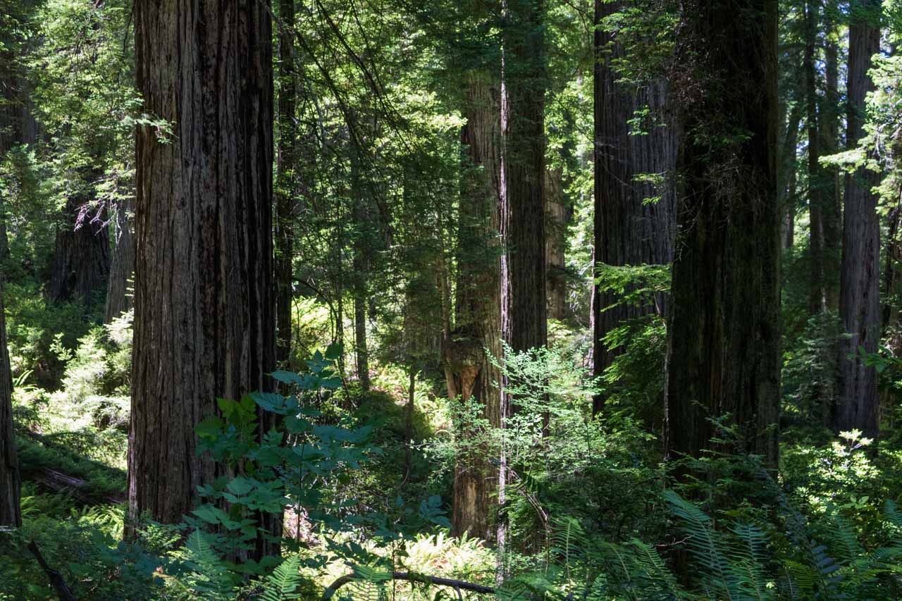 Damnation Creek Trail redwoods, Del Norte Redwoods State Park, California, a UNESCO World Heritage Site