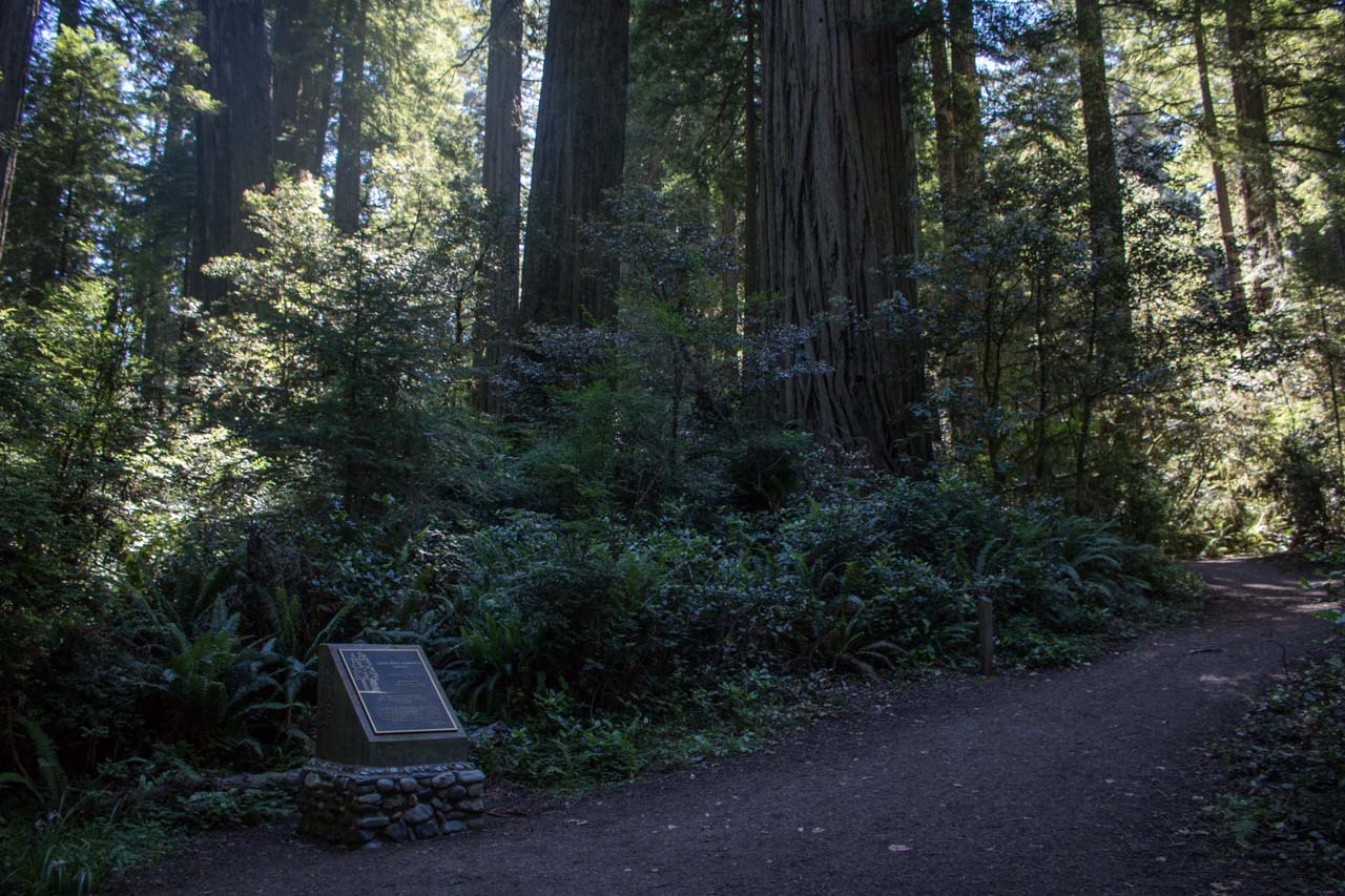 Lady Bird Johnson Dedication Site, Redwood National Park, California