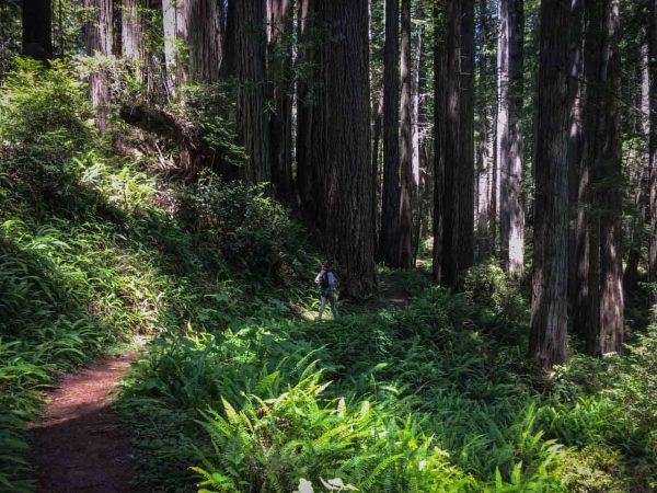 Foraging in National Parks: 17 Best National Parks For Foraging - The ...