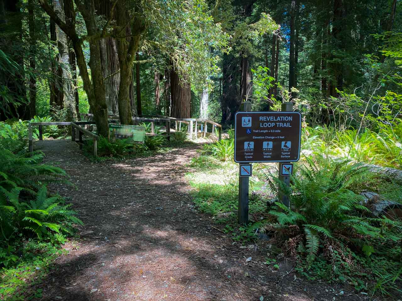 Revelation Loop Trail in Prairie Creek Redwoods State Park, California