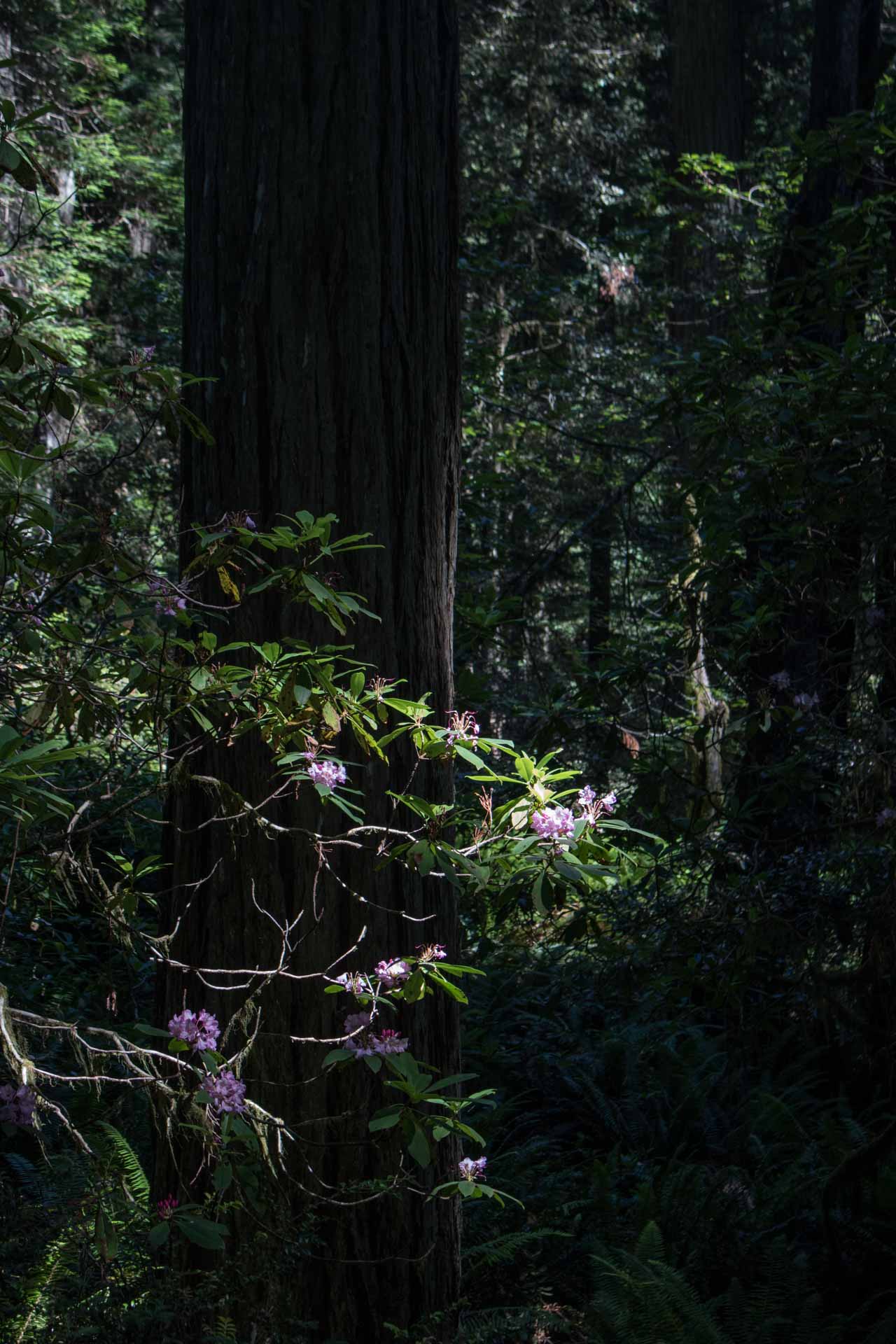 Rhododendron in Bloom, Lady Bird Johnson Grove Trail, Redwood National Park, California