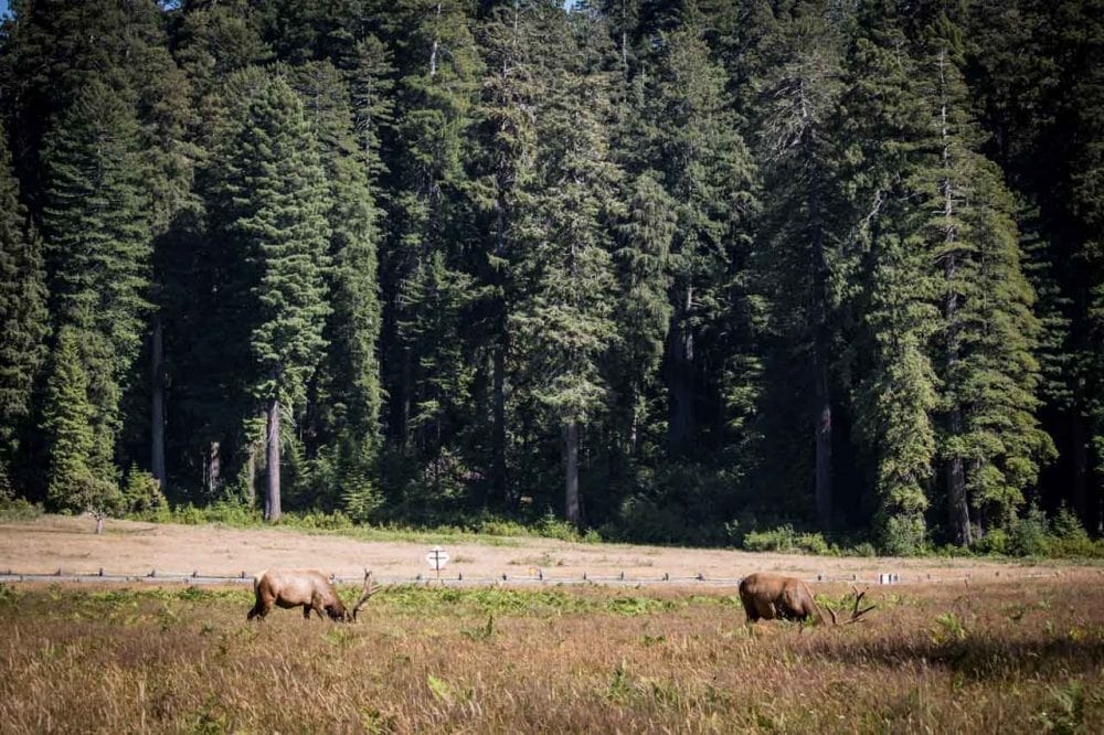 Roosevelt Elk at Elk Prairie in Prairie Creek Redwoods State Park, California
