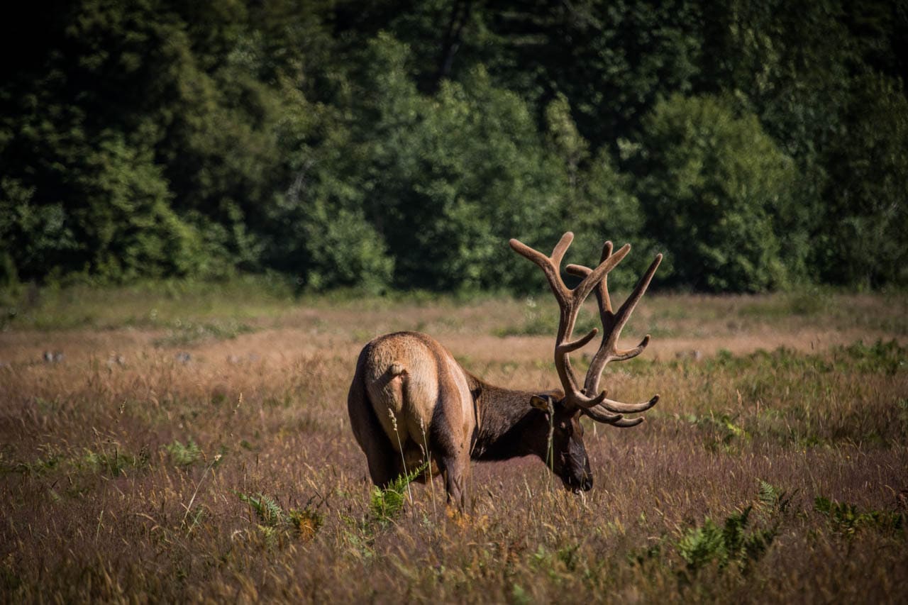Roosevelt Elk in Elk Prairie, Prairie Creek Redwoods State Park, California