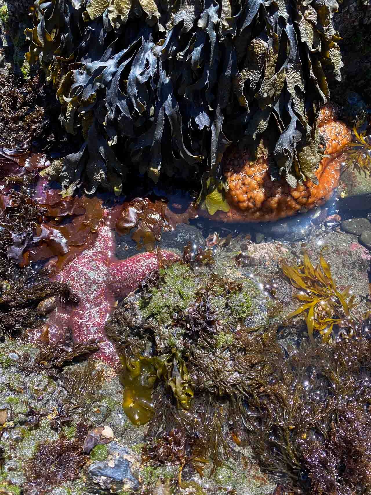 Sea stars at the coast of Redwood National Park, California