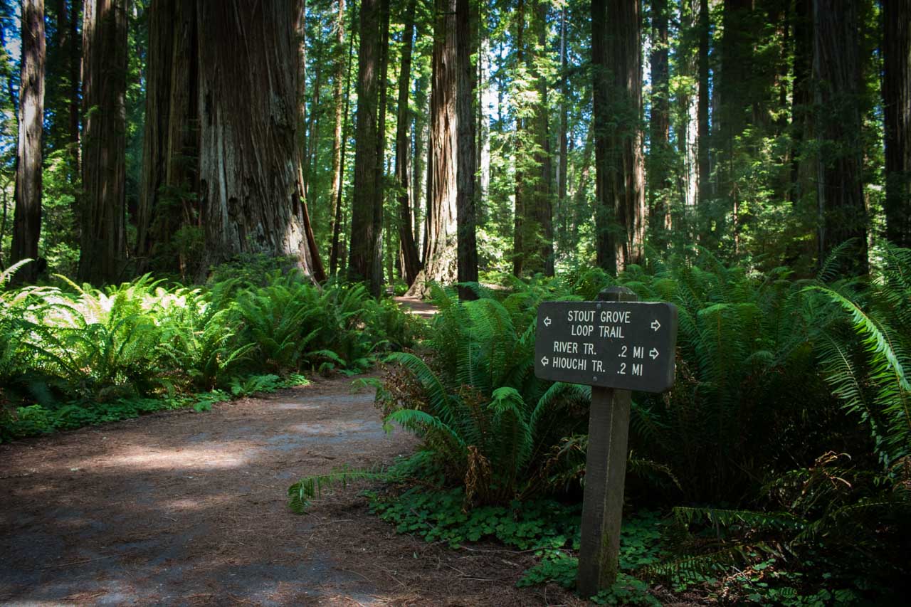 Stout Grove Loop Trail, Jedediah Smith Redwoods State Park, California