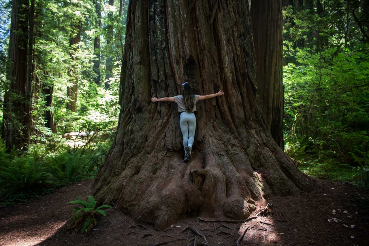 Stout Grove Loop Trail redwood hiker, Jedediah Smith Redwoods State Park, California