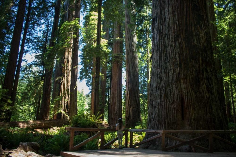 Stout Grove Trail, Jedediah Smith Redwoods State Park, California