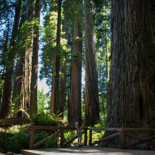 Stout Grove Trail, Jedediah Smith Redwoods State Park, California