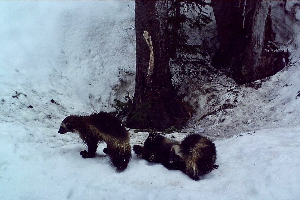 Female wolverines with two baby wolverines in Mount Rainier National Park, Washington