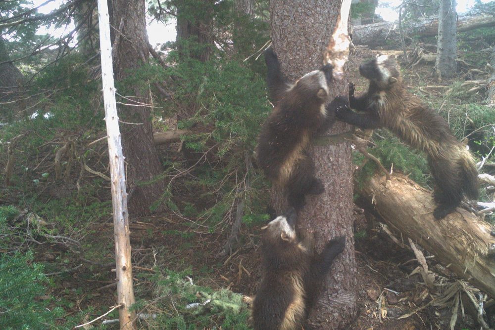 Mother wolverine with her two kits in Mount Rainier National Park