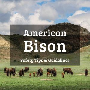 American bison safety tips and guidelines