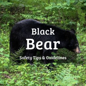 Black bear safety tips and guidelines