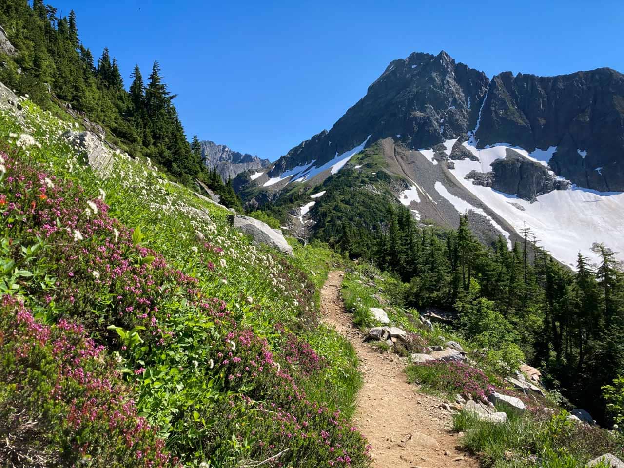 Cascade Pass Trail wildflowers, North Cascades National Park, Washington