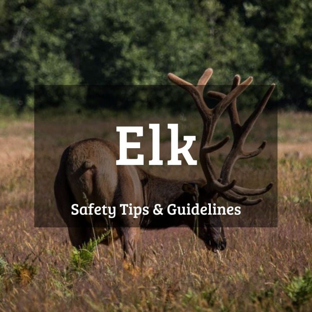 Elk safety tips and guidelines